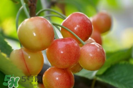 白玉櫻桃是什么？白玉櫻桃能吃嗎？