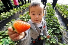 三月份可以種草莓嗎？三月份種草莓能結果嗎？
