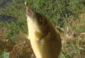 驚蟄前后可以夜釣鯉魚嗎？驚蟄前后釣魚技巧