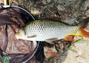 驚蟄前后可以夜釣鯉魚嗎？驚蟄前后釣魚技巧