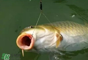 驚蟄前后可以夜釣鯉魚嗎？驚蟄前后釣魚技巧