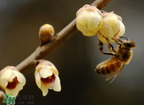 驚蟄過后一周會下雨嗎？驚蟄下雨好嗎？