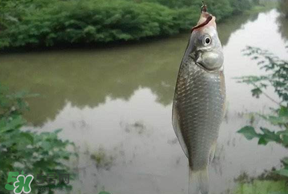 春分節氣好釣魚嗎？春分釣魚技巧