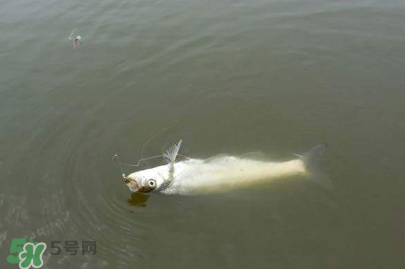 春分節氣好釣魚嗎？春分釣魚技巧