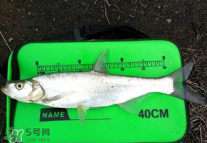 春分節氣好釣魚嗎？春分釣魚技巧