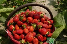 家里可以種草莓嗎？陽(yáng)臺(tái)上可以種草莓嗎？