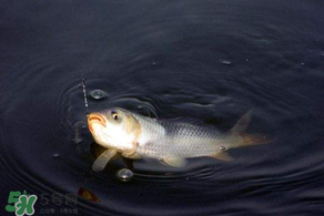 3月份釣魚用什么餌料？三月份釣魚用什么魚餌？