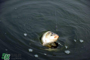 3月份釣魚用什么餌料？三月份釣魚用什么魚餌？