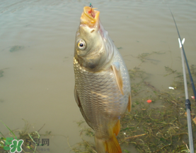 三月份釣鯉魚(yú)好釣嗎？3月份釣鯉魚(yú)用什么好？