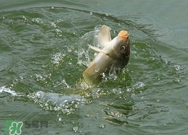 三月份釣鯉魚(yú)好釣嗎？3月份釣鯉魚(yú)用什么好？