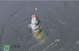 三月份釣鯉魚(yú)好釣嗎？3月份釣鯉魚(yú)用什么好？