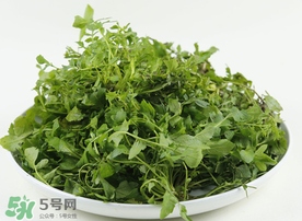 薺菜多少錢一斤？野生薺菜多少錢一斤？