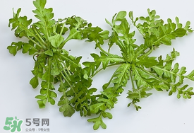 薺菜有蟲子嗎？薺菜根有蟲子嗎？
