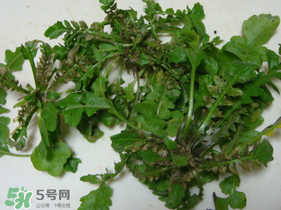 薺菜有蟲子嗎？薺菜根有蟲子嗎？
