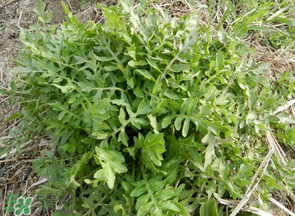 薺菜什么季節有？薺菜什么時候上市？