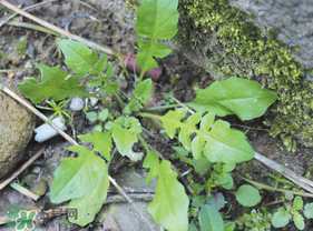 薺菜是什么菜？薺菜是什么野菜？