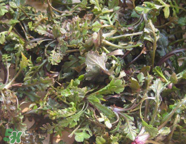 薺菜上有白點能吃嗎？薺菜背面有白點是什么？