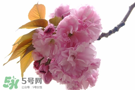 桃花酒什么時候喝好？桃花酒什么時間喝最好？