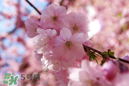桃花酒可以去斑嗎？桃花酒去斑怎么用？