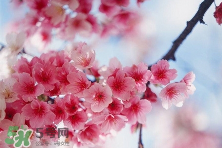 桃花酒可以去斑嗎？桃花酒去斑怎么用？