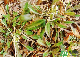 薺菜不能和什么一起吃？薺菜和什么相克？