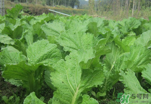芥菜能和雞肉一起吃嗎？芥菜與雞肉同吃會中毒嗎？
