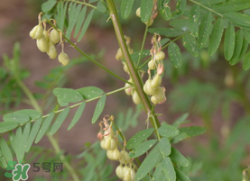 春天能吃黃芪嗎？春天吃黃芪好嗎？