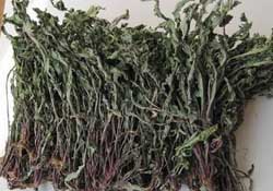 干的蒲公英多少錢一斤？蒲公英多少錢一斤干的？