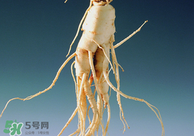 春天可以吃人參嗎？春季能進補人參嗎？