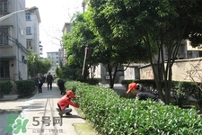 植樹節一般種什么樹？植樹節種什么樹比較好？