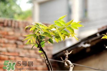 植樹節一般種什么樹？植樹節種什么樹比較好？
