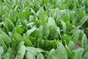 春天能種菠菜嗎？春天怎么種菠菜？