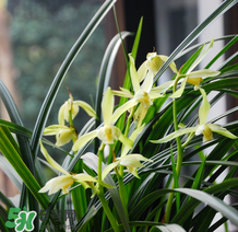 蘭花怎么養？蘭花怎么種？