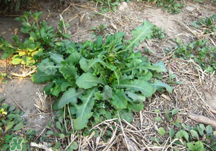 春天吃什么野菜好？春天吃什么野菜降血壓？