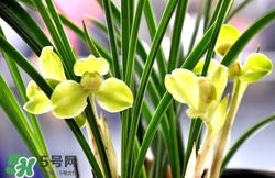 蘭花怎么養？蘭花怎么種？
