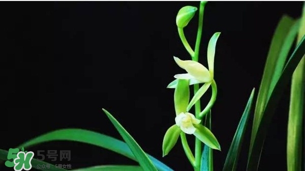 蘭花怎么養？蘭花怎么種？