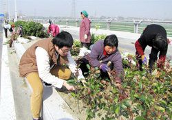 植樹節可以種什么植物？植樹節種什么植物好？