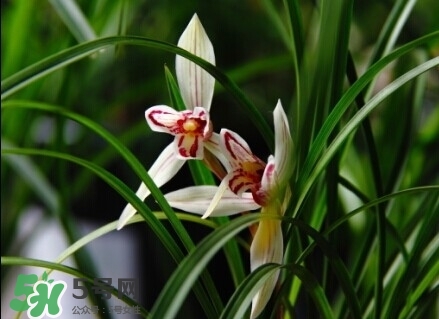 蘭花怎么養？蘭花怎么種？