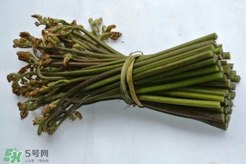 蕨菜有什么營養 野蕨菜的營養價值
