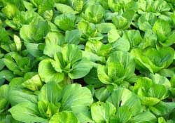 春天種植什么蔬菜好？春季適合種植的蔬菜