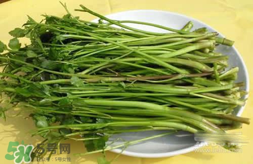 吃野芹菜會(huì)中毒嗎？吃野芹菜中毒了怎么辦？