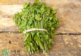 蕨菜可以冷凍嗎？蕨菜可以放冰箱嗎？