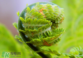 蕨菜怎么處理？新鮮蕨菜怎么處理？