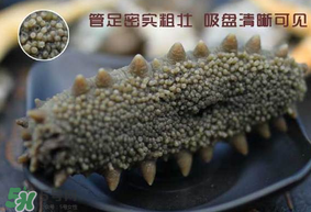 春天能吃海參嗎？春天吃海參效果好嗎？