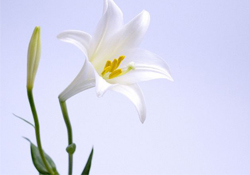 清明節(jié)上墳可以帶百合花嗎？清明節(jié)掃墓能用百合花嗎？