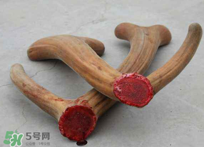 ?春天可以吃鹿茸嗎？鹿茸什么季節吃最合適？