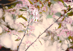 春分是春天的開始嗎？春分是春天來的意思嗎？