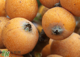 枇杷什么時候成熟？枇杷什么時候上市？
