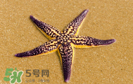 海星怎么吃？海星能吃嗎？