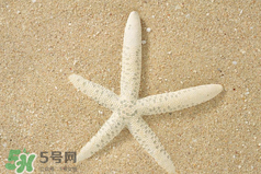 海星怎么吃？海星能吃嗎？